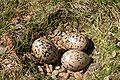Hniezdo s vajíčkami