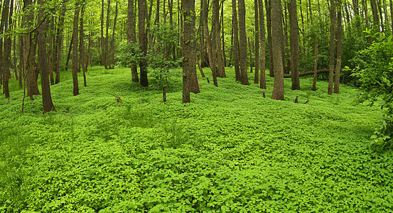 Mercurialis perennis