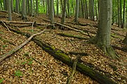 Čeština: Přírodní rezervace Debšín, Horná Súča, okres Trenčín