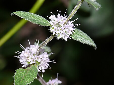 P1040245-Mentha-x-verticillata-most-alike.JPG