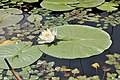 * Nomination European white water-lily, Arboretum in Bolestraszyce, Poland --Kroton 09:56, 18 June 2016 (UTC) * Promotion  Support Good quality. --Johann Jaritz 12:28, 18 June 2016 (UTC)