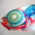 A juvenile stickleback head stained red for developing bone and blue for forming cartilage. Image Credit: Mark Currey (Center for Ecology and Evolutionary Biology, University of Oregon, USA); pgen.v06.i02