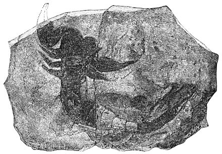 Palaeophonus nuncius, a Silurian fossil from Sweden