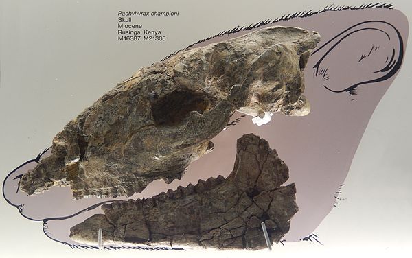 Pachyhyrax championi, a large fossil hyrax from the Miocene of Rusinga, Kenya (Natural History Museum collection)