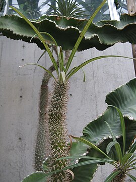 Pachypodium geayi