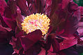 Paeonia suffruticosa red070503B.jpg