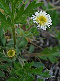 Thumbnail for Erigeron pallens