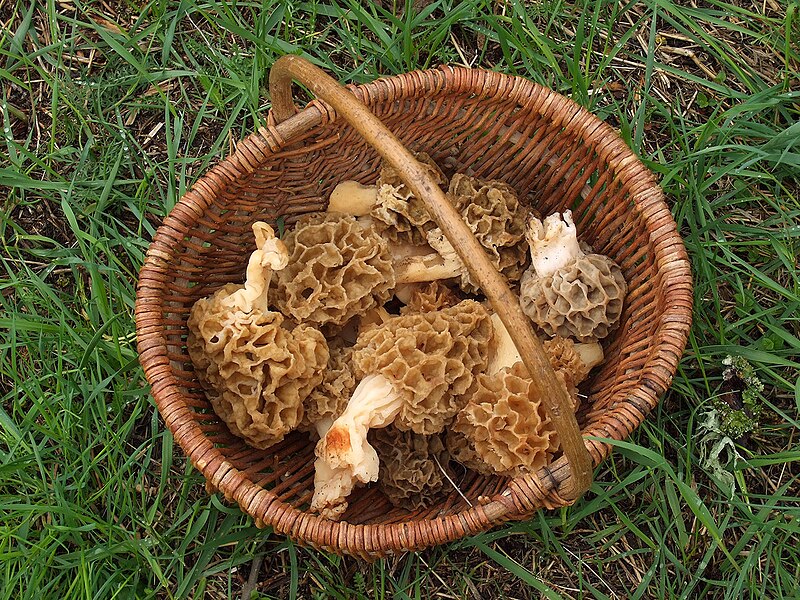 File:Panier de morilles (Morchella esculenta).jpg