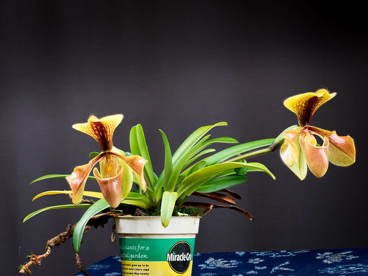 Paphiopedilum sublaeve