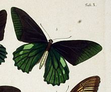 PapilioLatinus.jpg