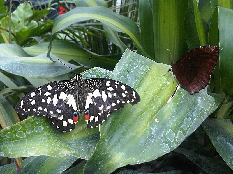 File:Papilio demoleus 2.jpg