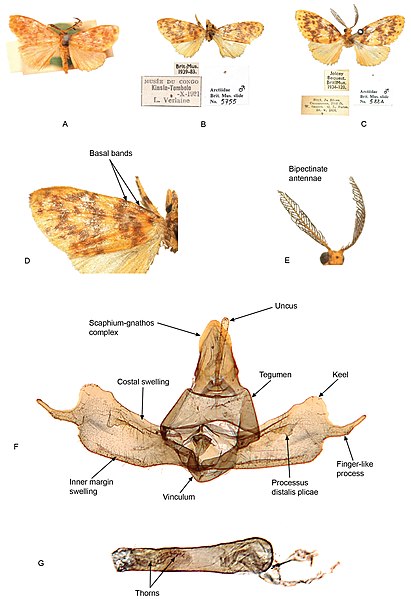 File:Parafrasura pectinella (10.5852-ejt.2012.22) Figure 1.jpg