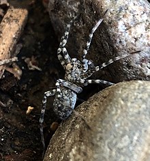 Pardosa atromedia қасқыр өрмекші landscaping.jpg