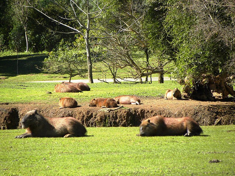 File:Parque Tingui em Curitiba.jpg