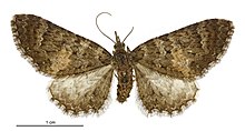 Pasiphila kızamıkçık female.jpg