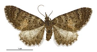 <i>Pasiphila rubella</i> Species of moth