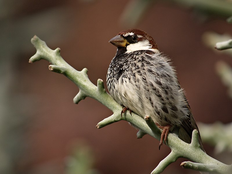 File:Passer hispaniolensis (1).jpg