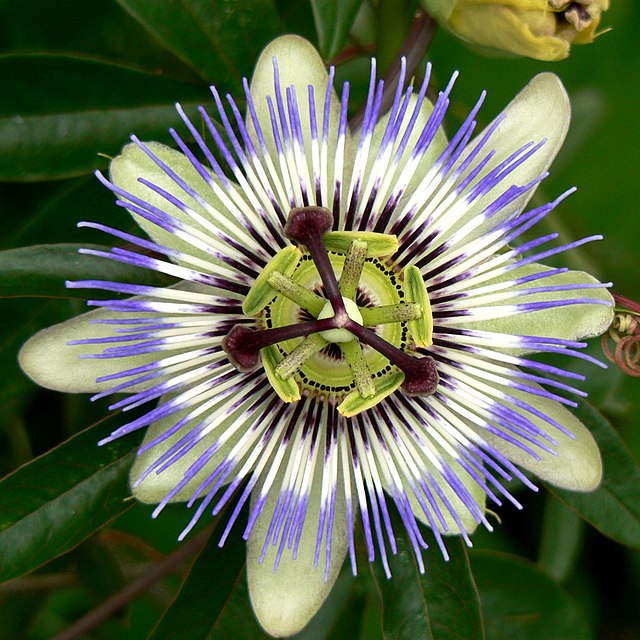 Passiflora - Wikipedia, la enciclopedia libre