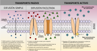 Potocitosis