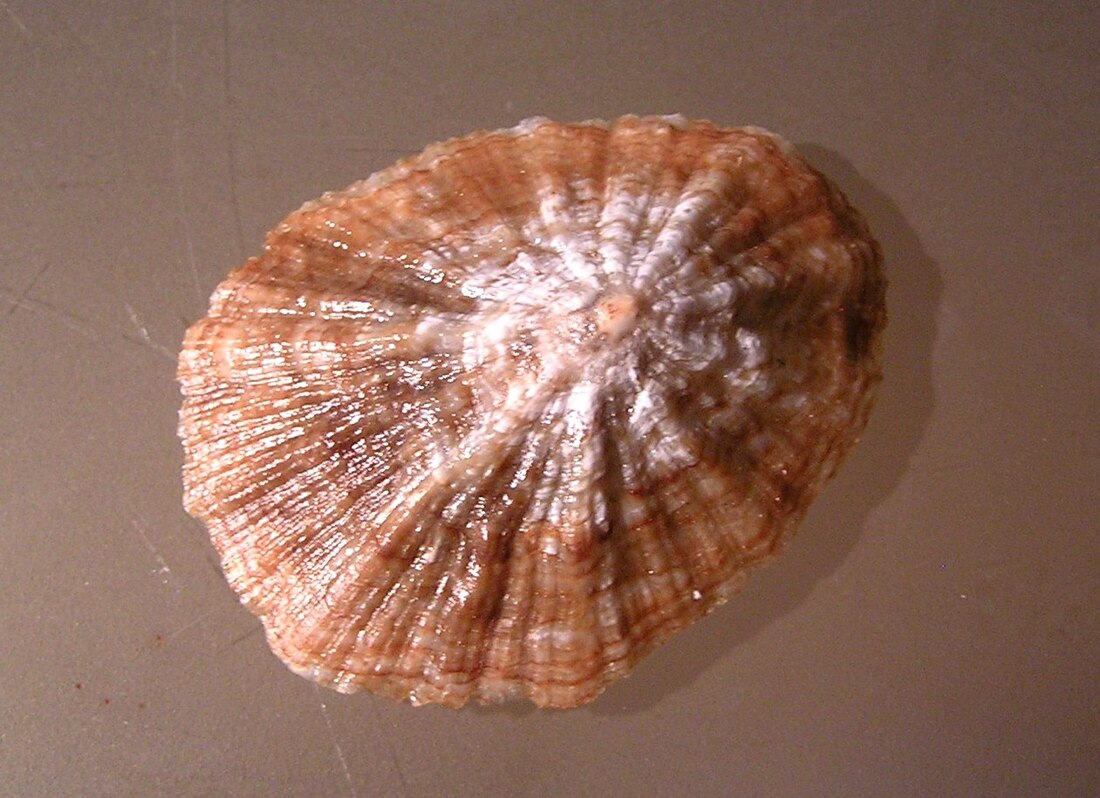 Patella candei