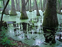 Pearl River backwater in Mississippi Pearl River backwater in Mississippi.jpg
