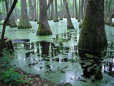 Depiction of what the Carboniferous Period might have looked like. Pearl River backwater in Mississippi.jpg