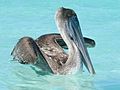 Pelican nageant.jpg