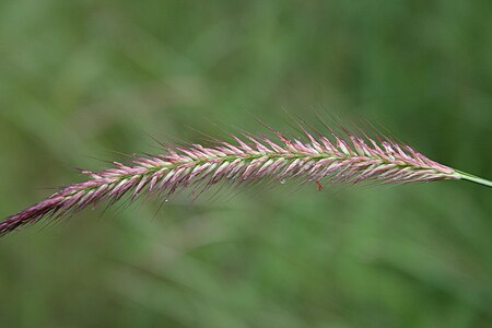 Pennisetum polystachion