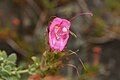 Penstemon rupicola