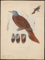 Peristera puella - 1848 - Print - Iconographia Zoologica - Special Collections University of Amsterdam - UBA01 IZ15600249.tif