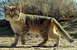 Sand cat