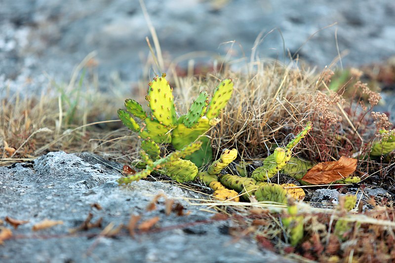 File:Petits cactus de garrigue.JPG