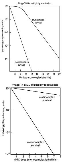 Survival curves for virus T4 with DNA damaged by UV (top) or MMC (bottom) after single virus T4 infecting host cells (monocomplexes) or two or more virus T4 simultaneously infecting host cells (multicomplexes). Phage T4 multiplicity reactivation.jpg