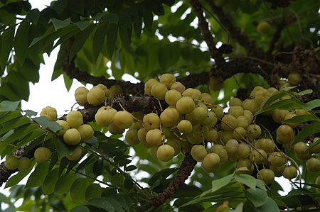 Tập tin:Phyllanthus acidus03.JPG