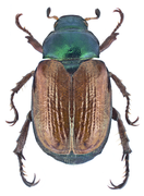 Mounted specimen.