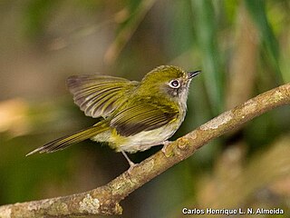 <span class="mw-page-title-main">Serra do Mar tyrannulet</span> Species of bird