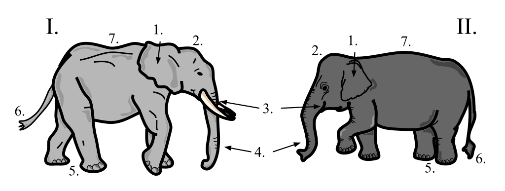 Чем отличается индийский слон от африканского 1. Индийский и Африканский слон отличия. Различие слонов индийских и африканских. Отличие африканского слона от индийского. Индийский слон и Африканский слон отличия.