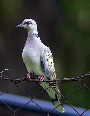 Streptopelia Turtur: Descripción, Taxonomía y etimología, Distribución y estado de conservación