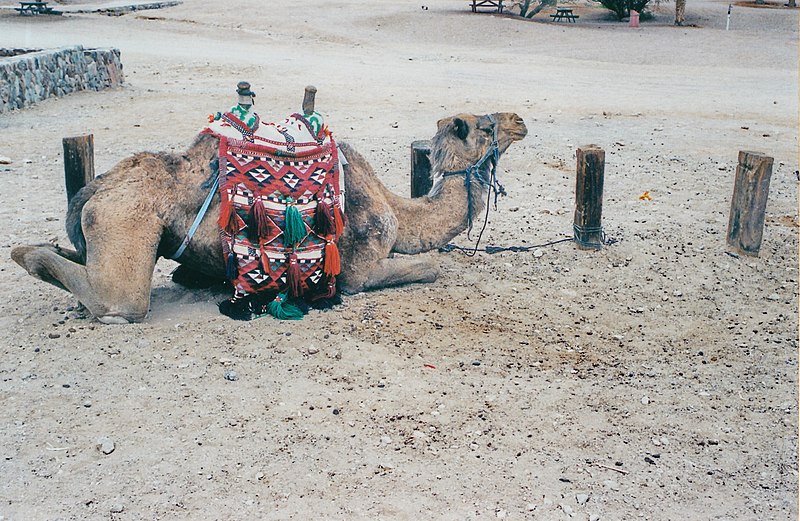 File:PikiWiki Israel 49945 camel.jpg