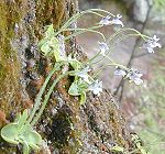 A small plant with light green leaves and blue whitish flowers growing on a tree trunk.