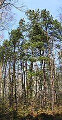 Pinus rigida, Pinus sylvestris