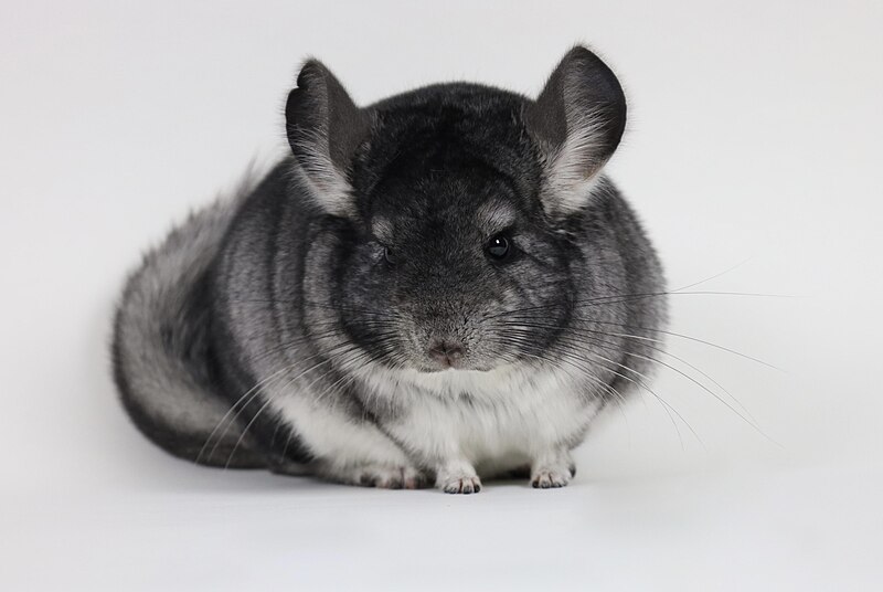 File:PiperTheChinchilla.jpg