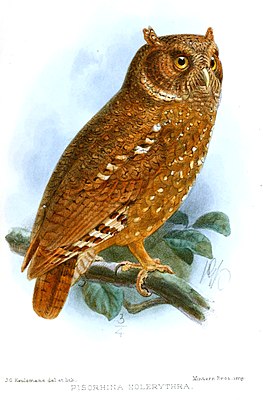 PisorhinaHolerythraKeulemans.jpg