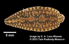 Placobdella parasitica (YPM IZ 065235) image .jpeg açıklaması.