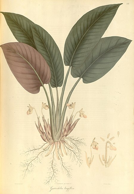 Boesenbergia longiflora