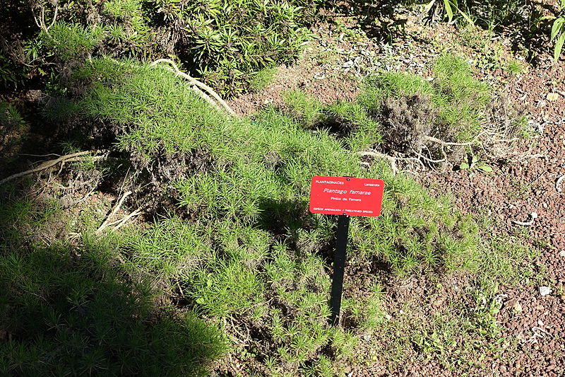 File:Plantago famarae - Jardín Botánico de Barcelona - Barcelona, Spain - DSC09101.JPG