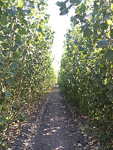 Biofuel SRC plantation in California Plantation in CA USA.jpg