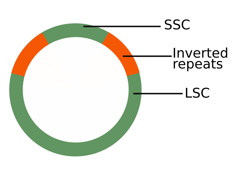 File:Plastid DNA scheme.svg