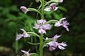 Platanthera psycodes