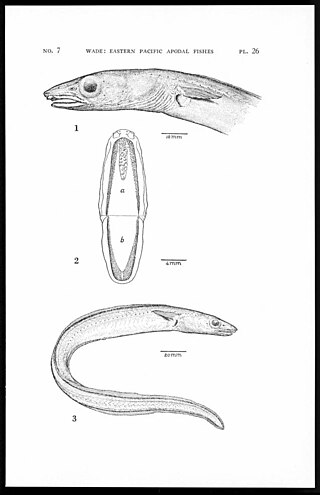 <i>Gnathophis cinctus</i> Species of fish